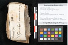 Foto (Objekt + Etikett) von Cinnamomum polymorphum Braun (NHMW-GEO-2024-0188-11403)